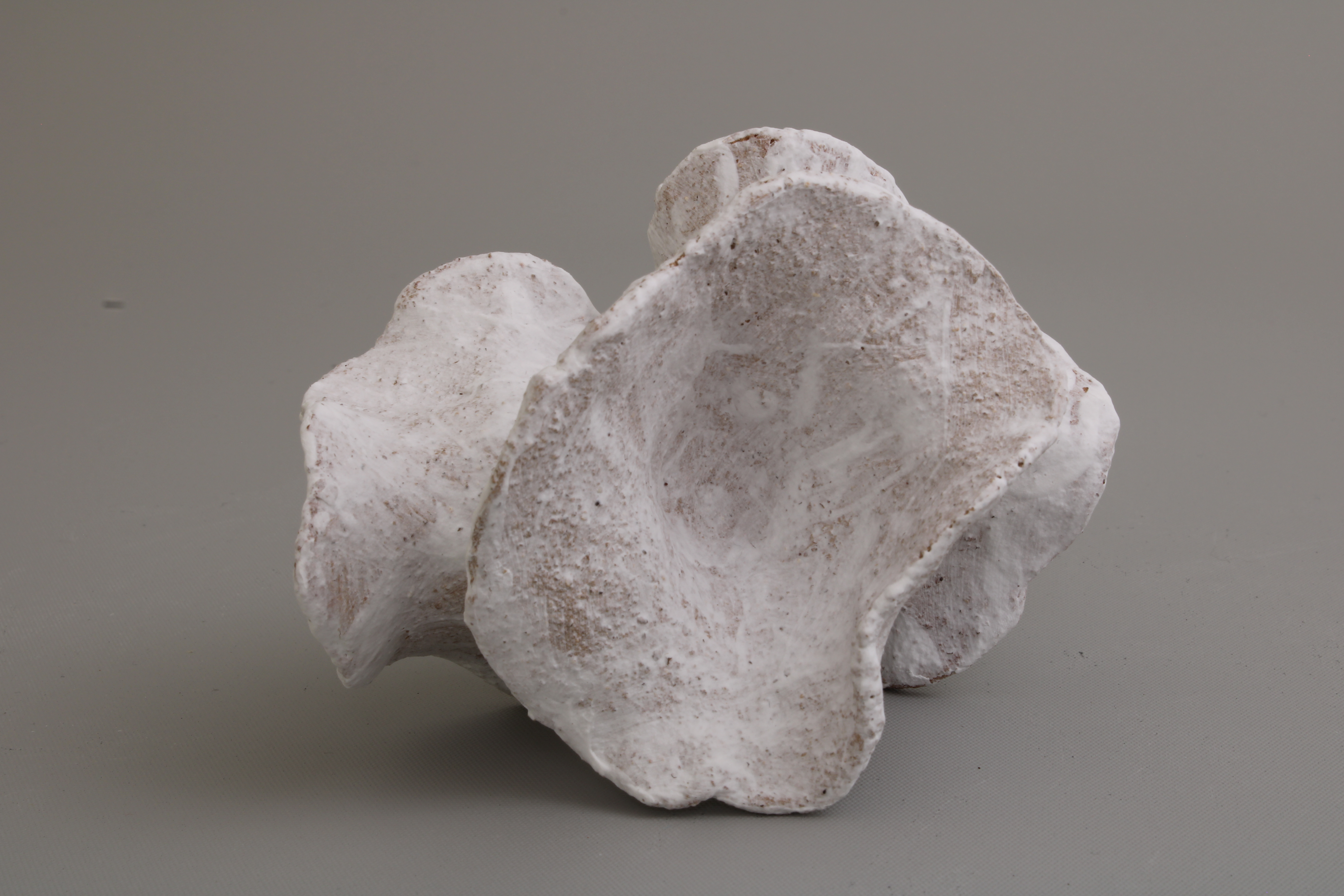 Fungal Form Maquette