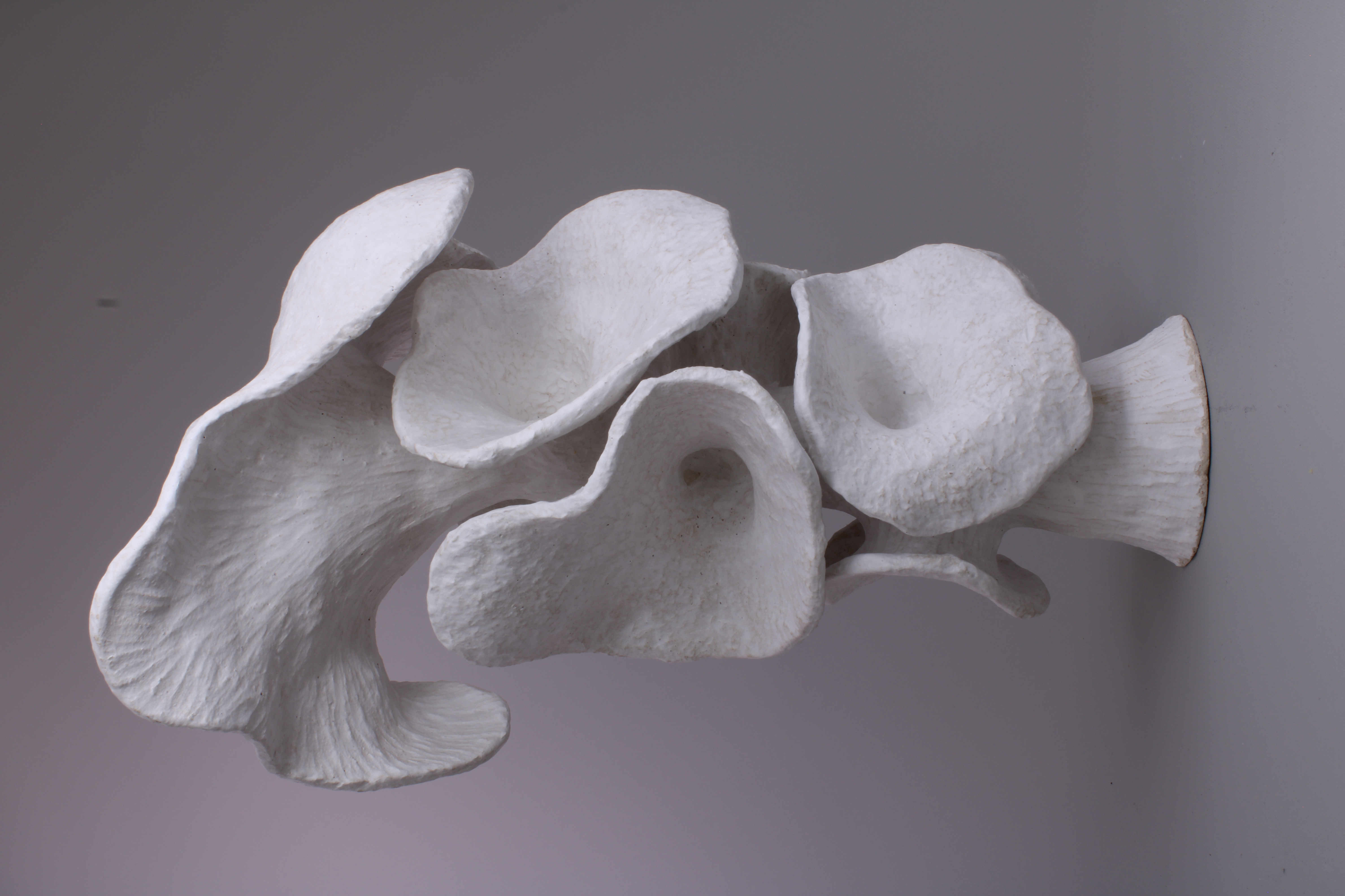 Fungal Form White